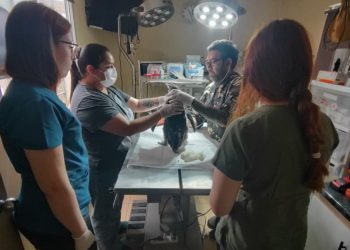 La violencia de opinar de todo