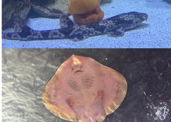 Tiburones, rayas y peces de la costa nacional son las novedades del acuario Vivamar de Punta Piedra desde febrero