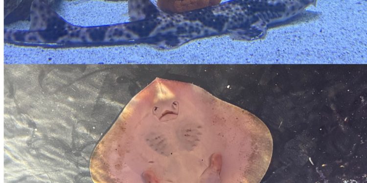 Tiburones, rayas y peces de la costa nacional son las novedades del acuario Vivamar de Punta Piedra desde febrero