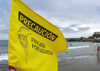 Picaduras de abeja: una reacción que puede transformarse en una urgencia vital