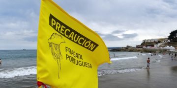 Picaduras de abeja: una reacción que puede transformarse en una urgencia vital