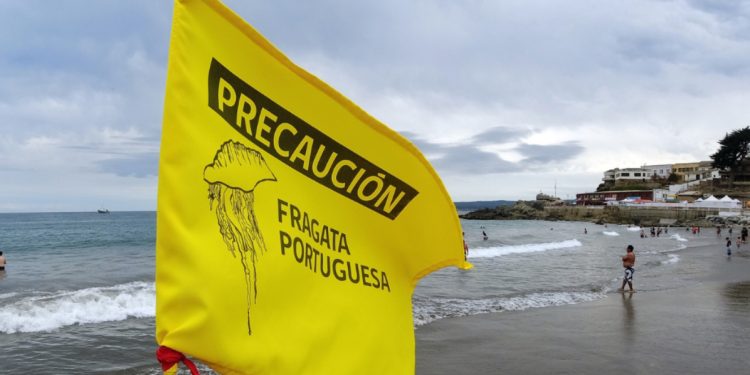 Picaduras de abeja: una reacción que puede transformarse en una urgencia vital