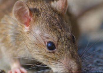 Hombre murió apuñalado en la feria de El Belloto