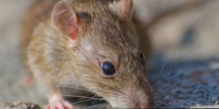 Hombre murió apuñalado en la feria de El Belloto