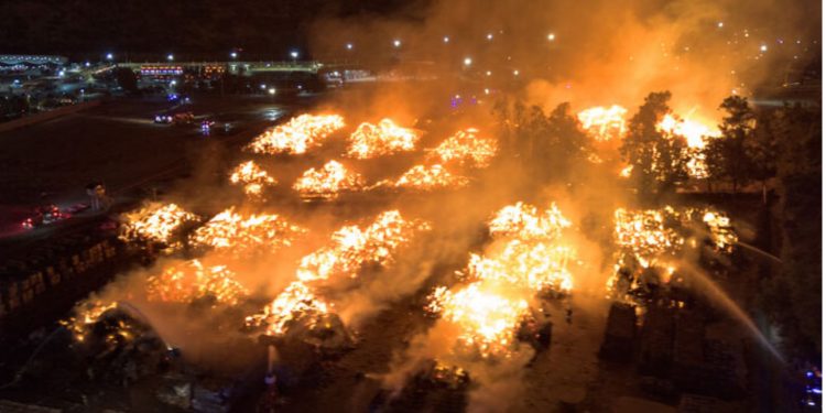 De los Therians al “Hobby Dogging”: la nueva y curiosa tendencia de pasear con correa a perros imaginarios