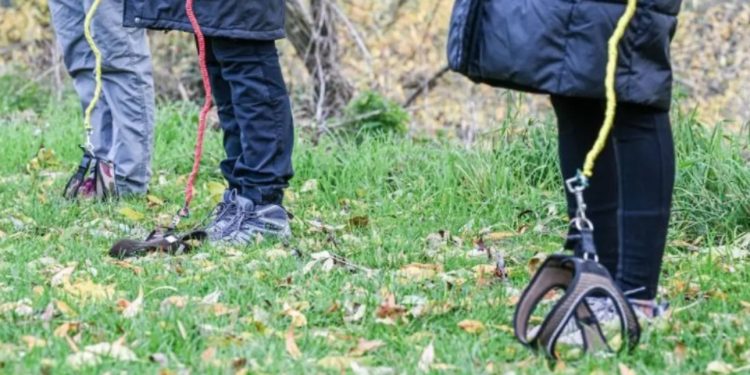 De los Therians al “Hobby Dogging”: la nueva y curiosa tendencia de pasear con correa a perros imaginarios