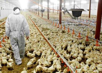 El (verdadero) deporte rey