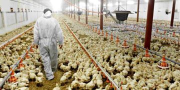 El (verdadero) deporte rey