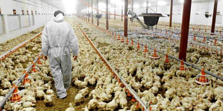 El (verdadero) deporte rey