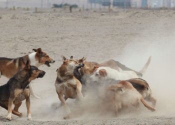 Obesidad: la otra pandemia en perros y gatos en Chile