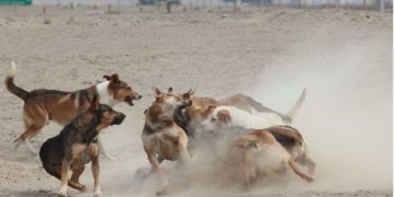 Obesidad: la otra pandemia en perros y gatos en Chile