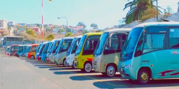 Obesidad: la otra pandemia en perros y gatos en Chile