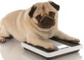 Obesidad: la otra pandemia en perros y gatos en Chile