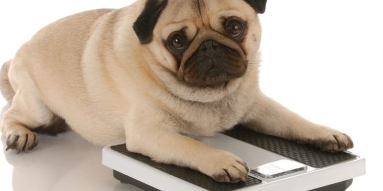 Obesidad: la otra pandemia en perros y gatos en Chile