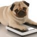 Obesidad: la otra pandemia en perros y gatos en Chile