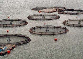 Denuncian millonarios aportes noruegos a comunidades lafkenche para frenar salmoneras