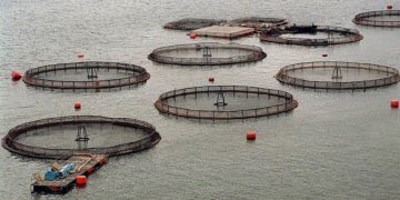 Denuncian millonarios aportes noruegos a comunidades lafkenche para frenar salmoneras