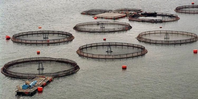 Denuncian millonarios aportes noruegos a comunidades lafkenche para frenar salmoneras