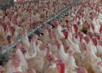 Violencia y crimen al acecho en los colegios