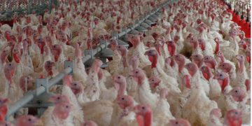 Violencia y crimen al acecho en los colegios