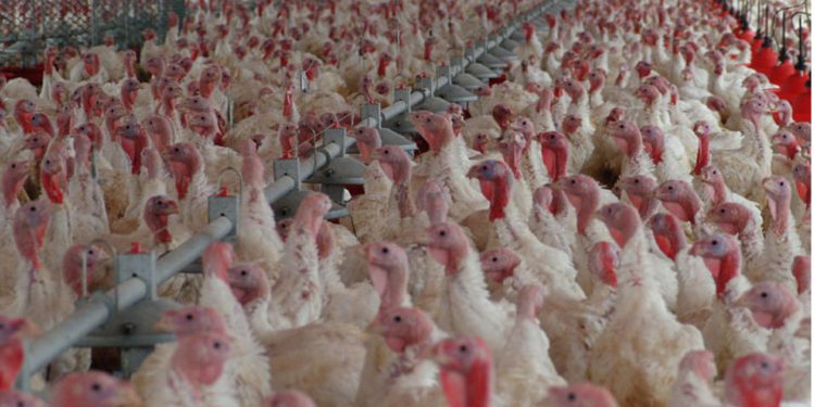 Violencia y crimen al acecho en los colegios