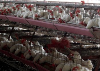 Vacunación y cuidados en el hogar: Cómo preparar a las mascotas para enfrentar las bajas temperaturas