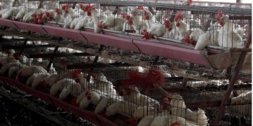 Vacunación y cuidados en el hogar: Cómo preparar a las mascotas para enfrentar las bajas temperaturas