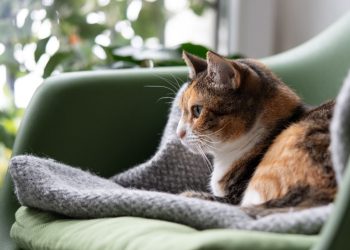 Vacunación y cuidados en el hogar: Cómo preparar a las mascotas para enfrentar las bajas temperaturas