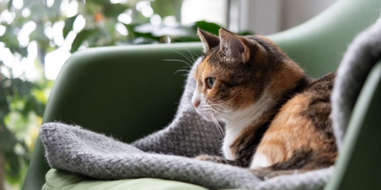Vacunación y cuidados en el hogar: Cómo preparar a las mascotas para enfrentar las bajas temperaturas