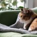 Vacunación y cuidados en el hogar: Cómo preparar a las mascotas para enfrentar las bajas temperaturas