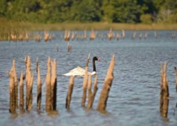 Los Carabineros que todos queremos: 99 años mirando al futuro