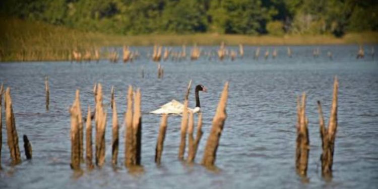Los Carabineros que todos queremos: 99 años mirando al futuro