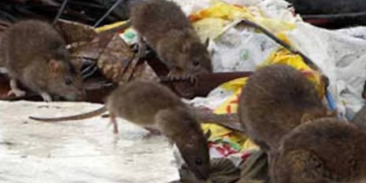 Vecinos y apoderados exigen medidas urgentes por masiva plaga de ratones en sitio a un costado de colegio Carlos Cousiño