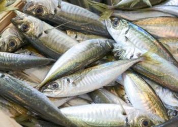 Subsecretaría de pesca monitorea situación por ausencia de jurel en la región del Biobío