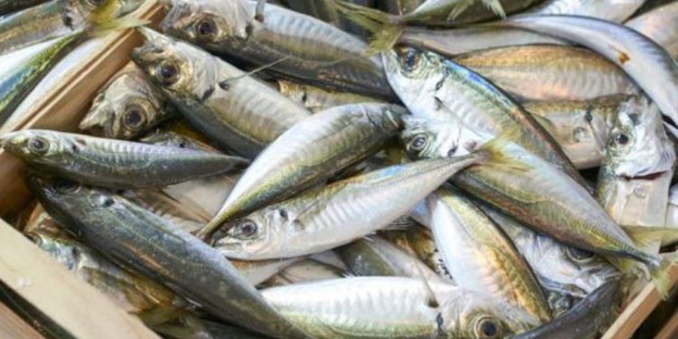 Subsecretaría de pesca monitorea situación por ausencia de jurel en la región del Biobío