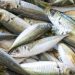 Subsecretaría de pesca monitorea situación por ausencia de jurel en la región del Biobío