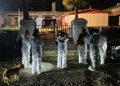 Avistamientos de pumas en zonas urbanas: expertos explican por qué ocurre y cómo reaccionar
