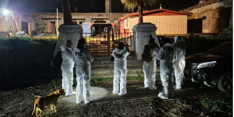 Avistamientos de pumas en zonas urbanas: expertos explican por qué ocurre y cómo reaccionar