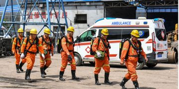 Avistamientos de pumas en zonas urbanas: expertos explican por qué ocurre y cómo reaccionar