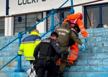 Avistamientos de pumas en zonas urbanas: expertos explican por qué ocurre y cómo reaccionar