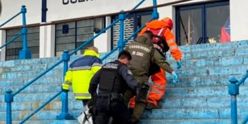 Avistamientos de pumas en zonas urbanas: expertos explican por qué ocurre y cómo reaccionar