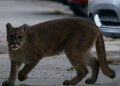 Avistamientos de pumas en zonas urbanas: expertos explican por qué ocurre y cómo reaccionar