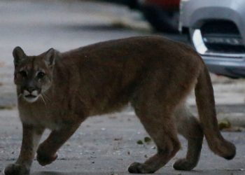 Avistamientos de pumas en zonas urbanas: expertos explican por qué ocurre y cómo reaccionar