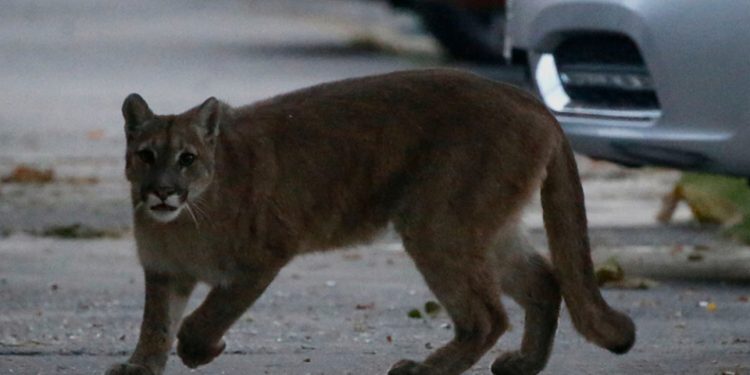 Avistamientos de pumas en zonas urbanas: expertos explican por qué ocurre y cómo reaccionar