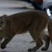 Avistamientos de pumas en zonas urbanas: expertos explican por qué ocurre y cómo reaccionar