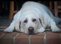 33% de los perros en Chile con sobrepeso: riesgos y cómo reforzar hábitos