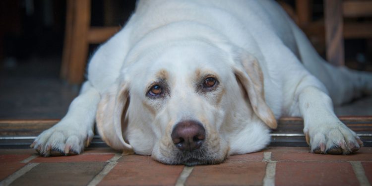 33% de los perros en Chile con sobrepeso: riesgos y cómo reforzar hábitos