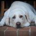 33% de los perros en Chile con sobrepeso: riesgos y cómo reforzar hábitos