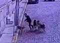 Impacto por turista norteamericano que fue mordido por jauría de perros en Valparaíso