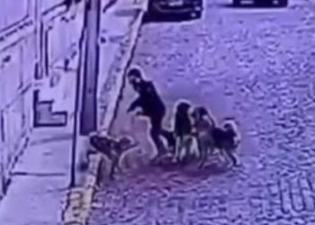 Impacto por turista norteamericano que fue mordido por jauría de perros en Valparaíso